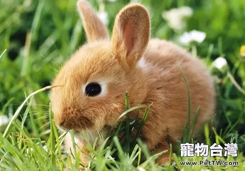 兔子長時間吃草有什麼問題嗎