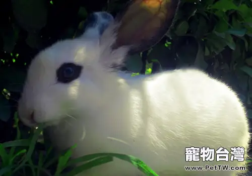 兔子長時間吃草有什麼問題嗎