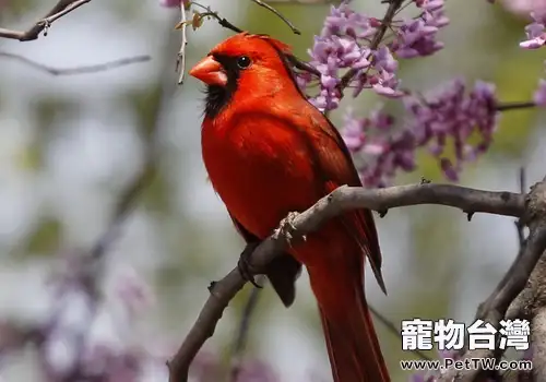 觀賞鳥皮膚病如何處理