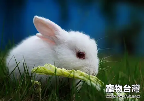 餵食兔子蔬菜要注意什麼問題