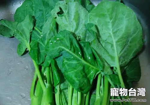 餵食兔子蔬菜要注意什麼問題