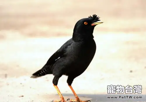 訓練八哥說話要注意什麼(共2張圖片)-寵物台灣