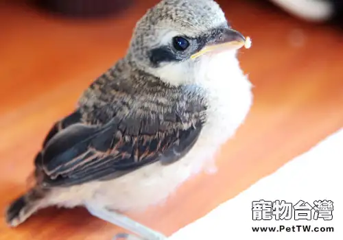 撿到雛鳥該如何飼養