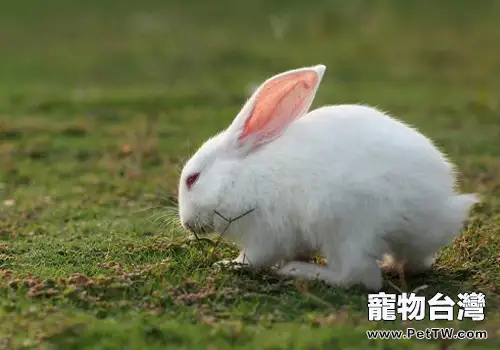 哪些錯誤行為容易導致兔子死亡