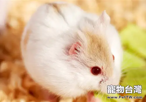 倉鼠何時比較適合斷奶