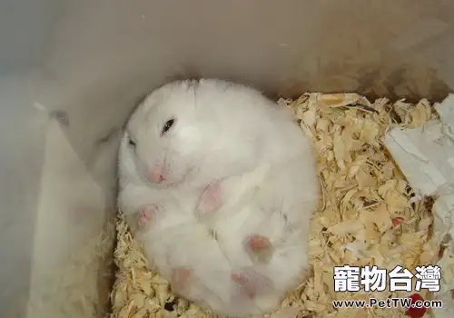 倉鼠何時比較適合斷奶