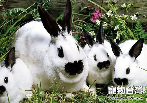 兔子的食物選擇有何訣竅