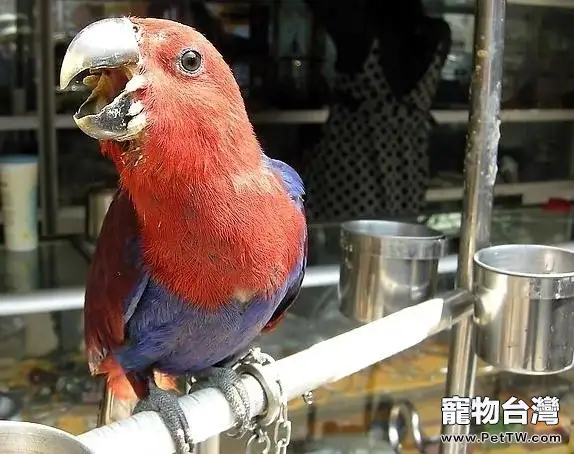 鸚鵡為什麼會狂叫呢(1圖)-寵物台灣