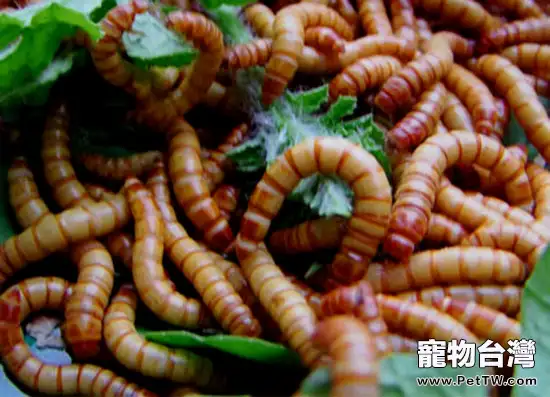 黃粉蟲正確飼養的方法