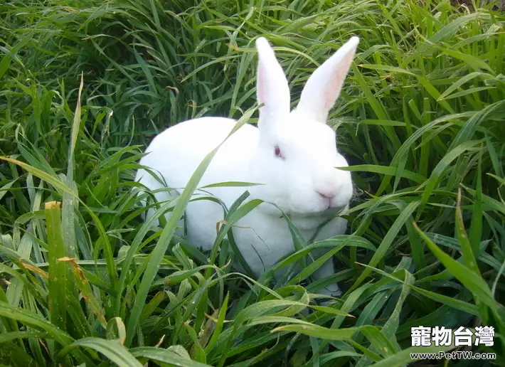 兔兔吃的蔬菜清洗與保存方法