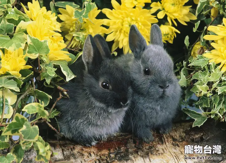 兔兔中暑七招急救法
