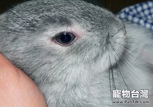 兔子經常流淚是為什麼