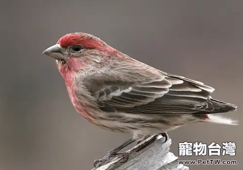 為什麼鳥在行走時頭會上下擺動