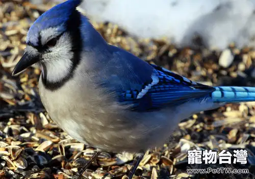 判斷鳥兒智商的依據有哪些