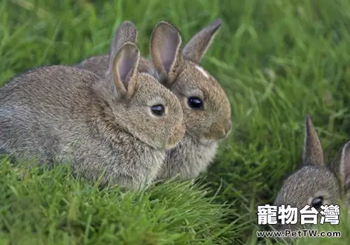 怎樣挑選好種兔