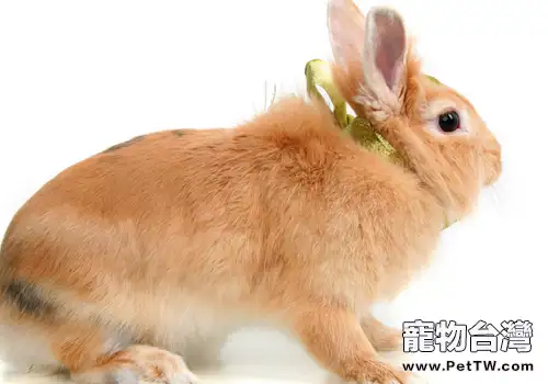 怎樣挑選好種兔(共2張圖片)-寵物台灣