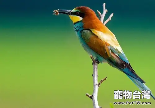 養鳥注意營養問題(共2張圖片)-寵物台灣