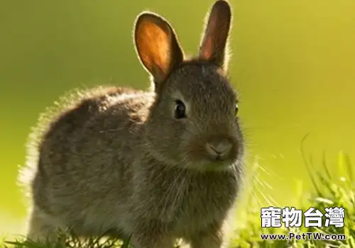 如何讓兔子被毛健康生長