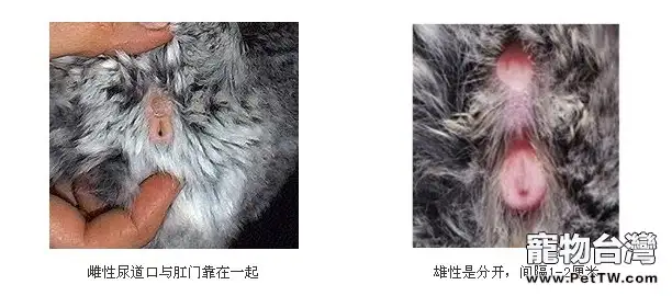 龍貓性別的區分(1圖)-寵物台灣