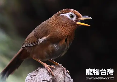 雀鳥換毛的相關問題