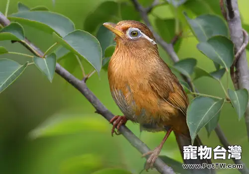 雀鳥換毛的相關問題