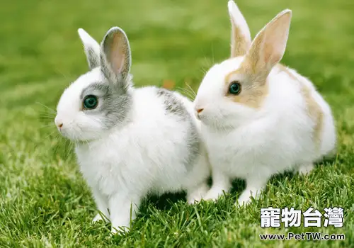 光照對兔子有何影響(共3張圖片)-寵物台灣