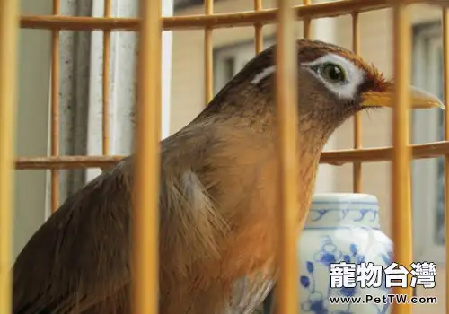 怎樣養好鬥鳥(共3張圖片)-寵物台灣