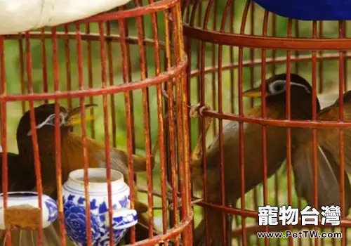 怎樣養好鬥鳥