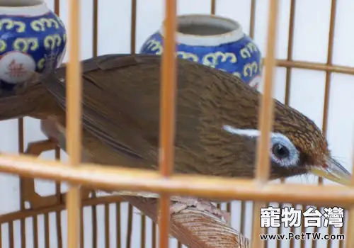 怎樣養好鬥鳥