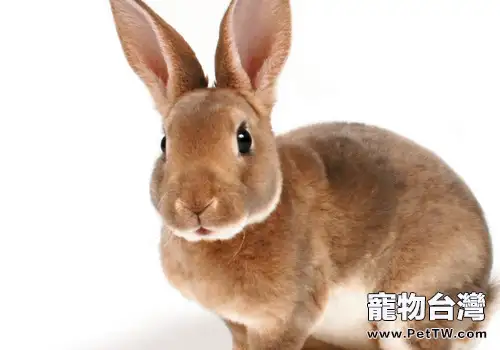 不同母兔的催乳方法