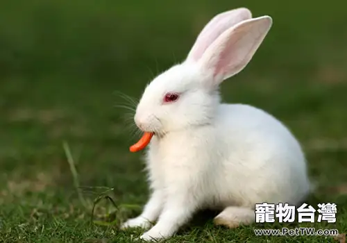 葡萄糖對養兔有何作用