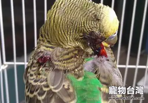 鳥兒因外傷流血如何處理(共2張圖片)-寵物台灣