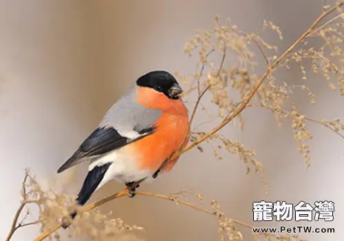 照料患病的鳥兒注意什麼