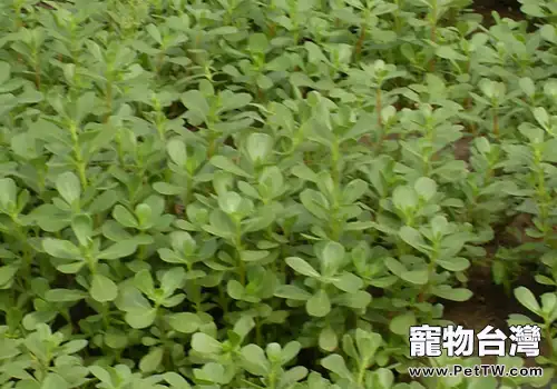 照料患病的鳥兒注意什麼