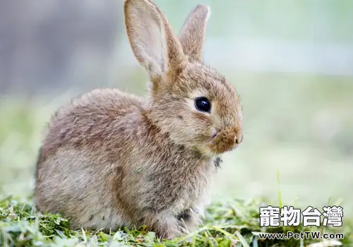 養兔要注意勤觀察