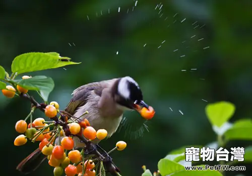 哪些果蔬及種子不要給鳥兒餵食