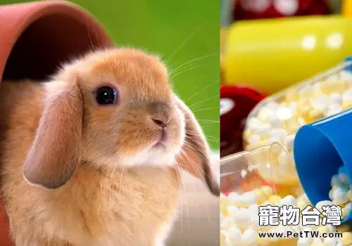 為何獺兔繁殖障礙常有發生(共2張圖片)-寵物台灣