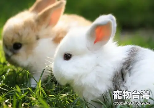 兔子懷孕期間的常見病