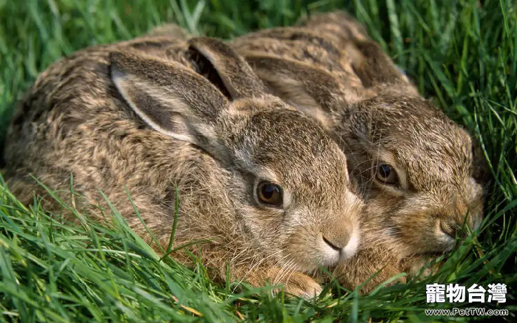 夏日提高兔兔食慾的方法