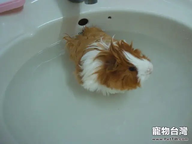 荷蘭豬洗澡須知