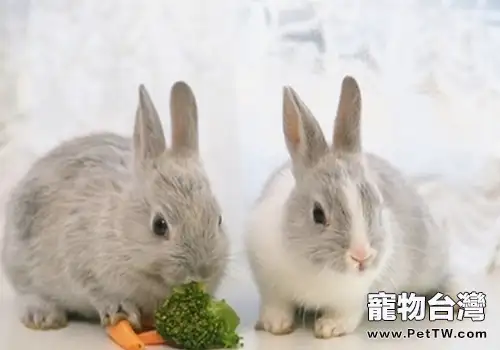 兔子有哪些行為特點