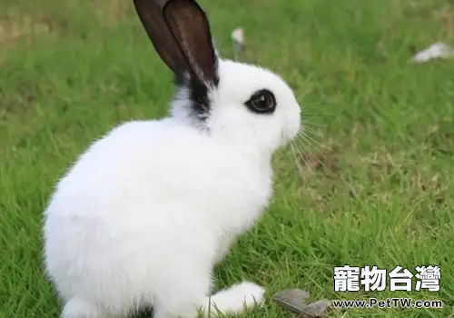 兔子有哪些行為特點