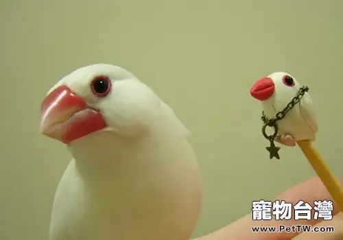 怎樣人工繁殖文鳥