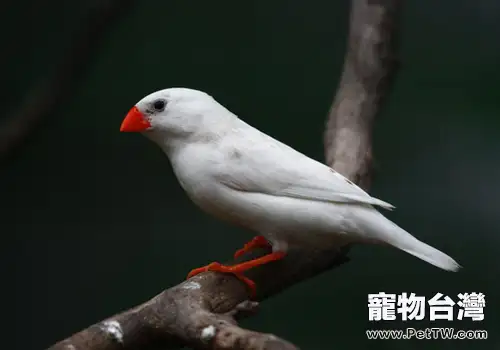 怎樣人工繁殖文鳥