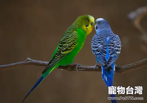 虎皮鸚鵡繁殖與老幼區別(共2張圖片)-寵物台灣