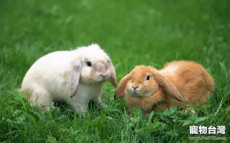 兔兔的健康食物列表