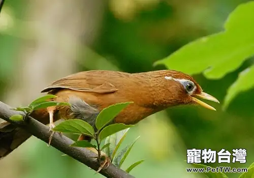 畫眉鳥會出現哪些不良行為