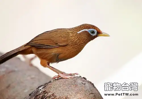 養畫眉鳥常備的三種食物