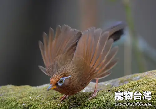 養畫眉鳥常備的三種食物