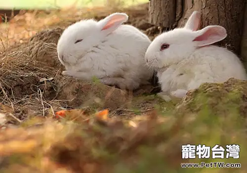 如何給兔子打針餵藥